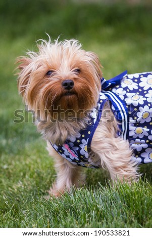 adult female Yorkshire terrier puppy wearing a summer dress posing for pictures on a green grass background