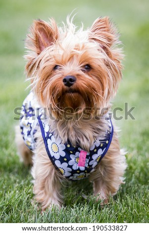 adult female Yorkshire terrier puppy wearing a summer dress posing for pictures on a green grass background