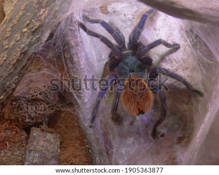 Photo of Chromatopelma cyaneopubescens or Green bottle blue tarantula spider. Good for education and wildlife project.