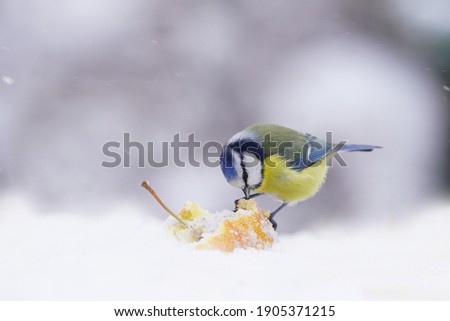 The Eurasian blue tit (Cyanistes caeruleus) is a small passerine bird in the tit family, Paridae. Blue tit sitting on the apple. Winter scene with a blue tit