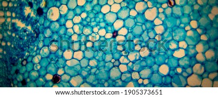 Cell of a living organism in the microscope Royalty-Free Stock Photo #1905373651