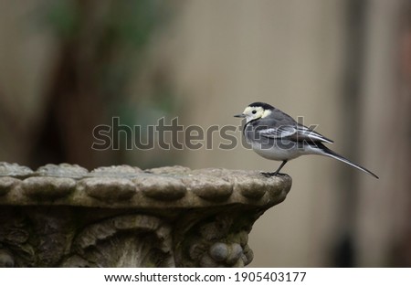 pied wagtail bird in winter