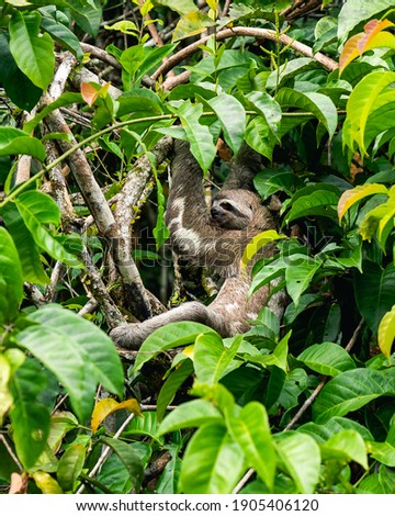 Sloth hanging on tree branch between leaves