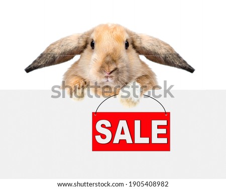 Cute lop-eared Easter rabbit holds sales symbol above empty white banner. Isolated on white background