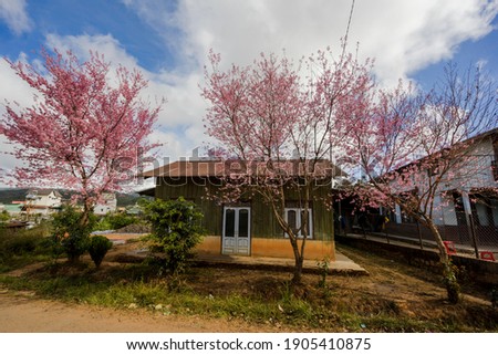 Spring in  Da Lat, Viet Nam with cherry blossom.