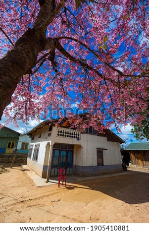 Spring in  Da Lat, Viet Nam with cherry blossom.