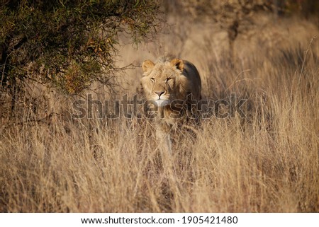 A young male lion runs through the long savannah grass with his mane softly blowing. The warm African sunset lights up his golden eyes as he looks ahead with laser sharp focus. The king of the jungle.