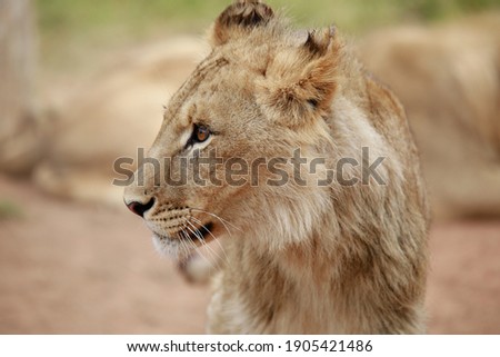 A close young male lion looks ahead with laser sharp focus. Standing amongst the dry savannah grass. His eyes light up and his ears turn toward the sounds as he contemplates his next steps forward.