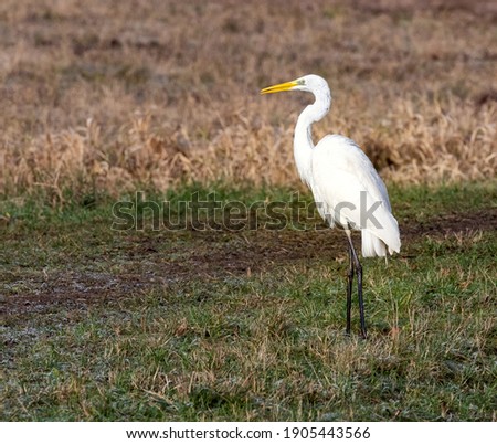 White great egret (Ardea alba) standing in a meadow Royalty-Free Stock Photo #1905443566