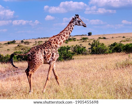 Giraffes in the jungle of Kenya in Africa in a sunny day