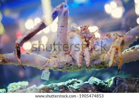 Big crab with tag in fish restaurant aquarium with seafood