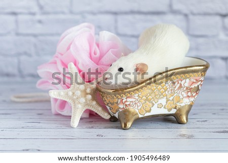 A cute white decorative rat takes a bath. Nearby lies a starfish and a pink washcloth