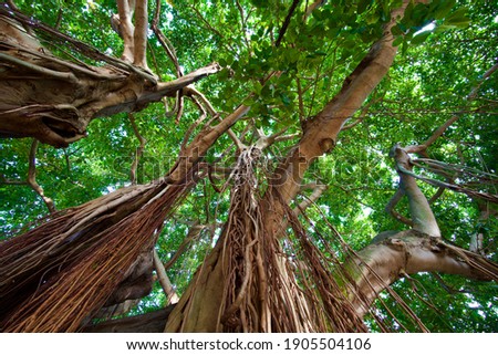 banyan tree in florida ecology