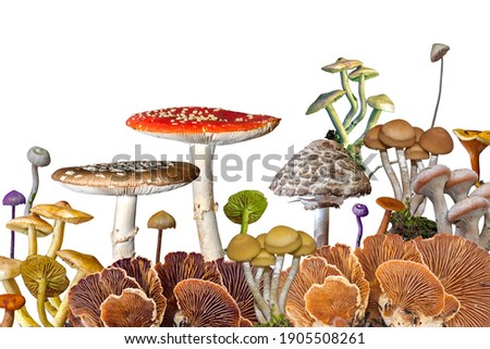 Different types of mushrooms isolated on a white background. Copy space. Royalty-Free Stock Photo #1905508261