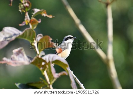 Grey-backed shrike Bird in the wild nature