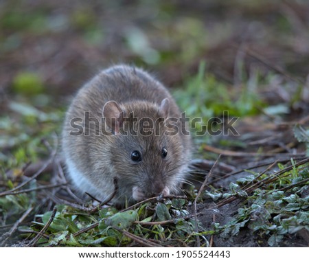 Brown rat foraging for food on the woodland floor.