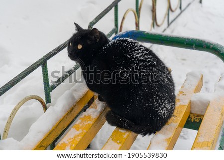 A black cat sits on a bench in winter.