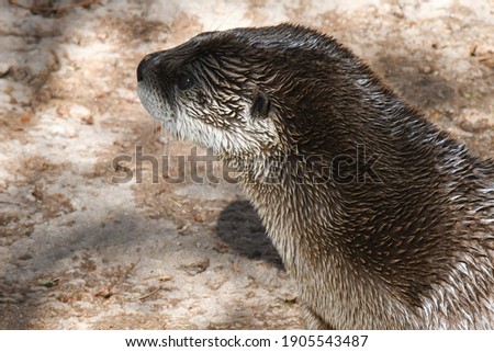 River Otter. Lutra canadensis. Tucson, AZ. 13 Jan. 2021