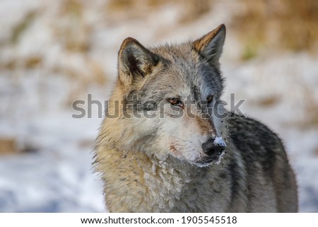 Gray wolf at winter pond, Canis lupus, snowy background