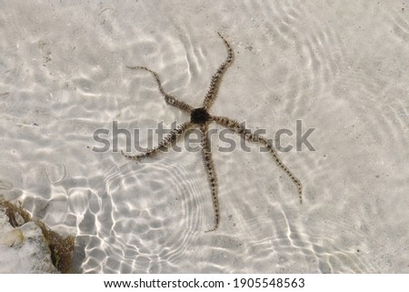 Brittle stars, serpent stars, or ophiuroids are echinoderms in the class Ophiuroidea closely related to starfish. They crawl across the sea floor using their flexible arms for locomotion. The ophiuroi Royalty-Free Stock Photo #1905548563