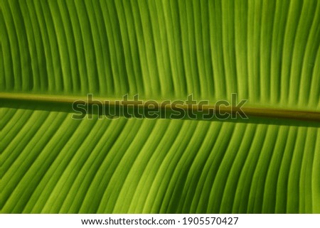 close up view of  banana leaves texture .