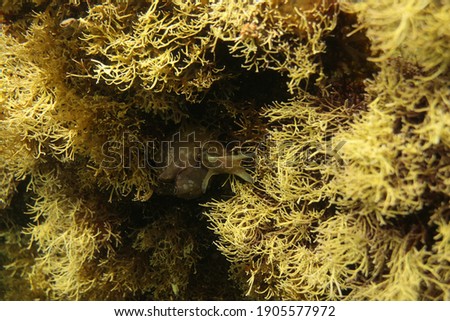 A sea hare hidden in seaweed. 