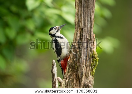 woodpecker searching for food  Royalty-Free Stock Photo #190558001