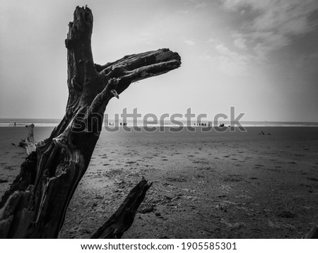 Dry roots of trees of various shapes lie on a sandy beach against a background of turquoise water. silhouette effect of spooky roots at night, lonely and horror beach conceptual background  