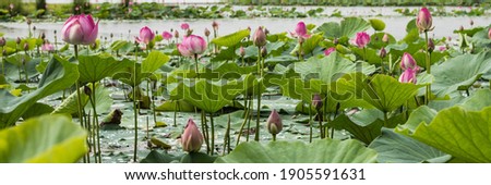 Many blooming lotuses on the lake in the Khabarovsk territory. The lake of lotuses. Panoramic shot of lotuses on the lake. Royalty-Free Stock Photo #1905591631