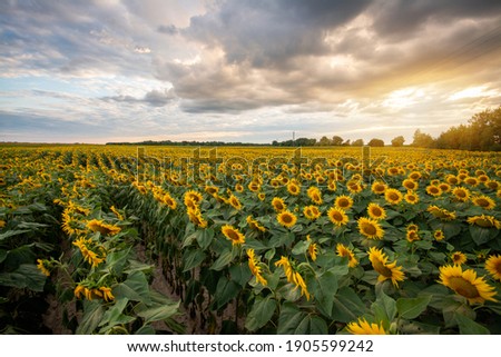Picture of beautiful yellow sunflowers in the evening. Blue sky with white and grey clouds, golden sun above horizon.