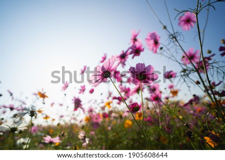 cosmos flowers in the garden, nature flowers concept