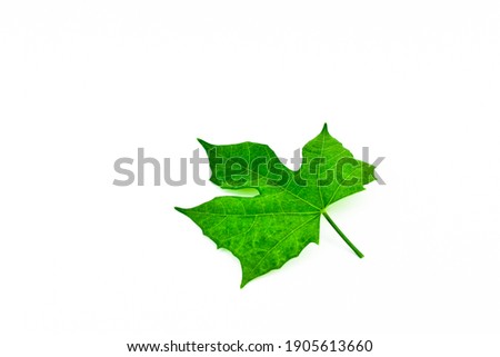 Green leaves isolated on white background. clipping path