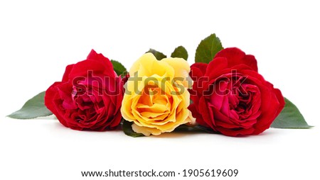 Beautiful red and yellow flowers isolated on a white background.