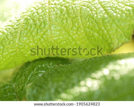 macro shoot water drops on green leaf .