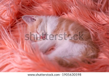A close up bokeh background picture of a cute Persian kitten breed, fast asleep on the fur rug