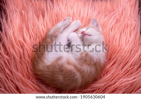 A close up bokeh background picture of a cute Persian kitten breed, fast asleep on the fur rug