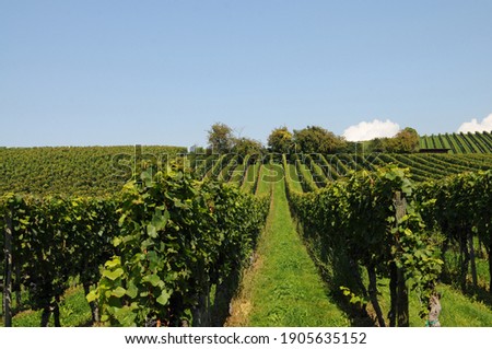 vineyard with symmetrical rows of vine