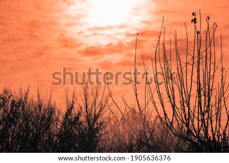 Silhouettes of trees in winter at partly cloudy day. Shooting against the sun at sunset. Selective focus, white balance offset.