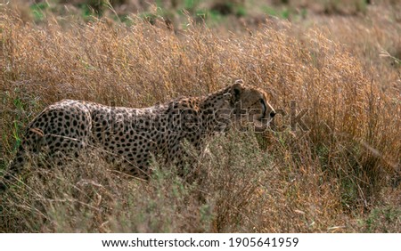 Cheetah walking in high grass, preparing for hunt - Serengeti national park, Tanzania