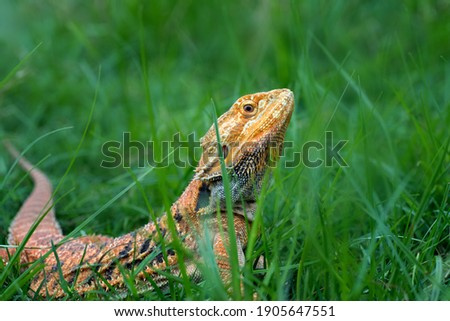 Bearded dragon lizard inside a bush
