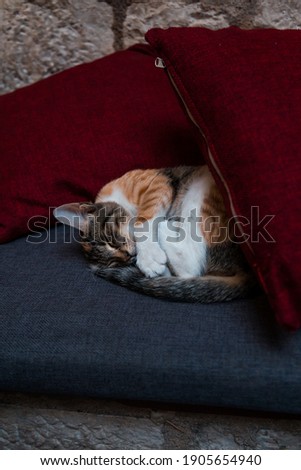 Cute kitten sleeping under pillows in a restaurant
