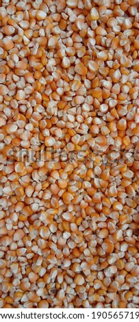 Corn kernels are drying. Close up capture of yellow corn.  Photography of corn product. Sweet corn picture. Used for food ingredients and lots of nutrients. Selective focus.