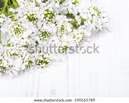 white flowers on white wooden background