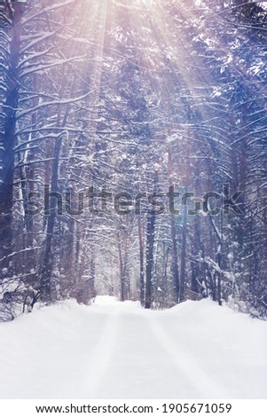 background winter forest in rays of light