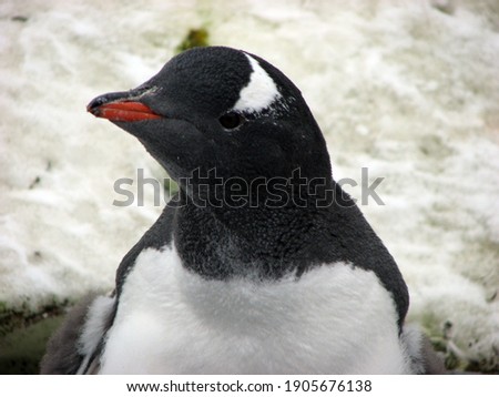 Closeup picture of Gentoo penguin in Antarctica