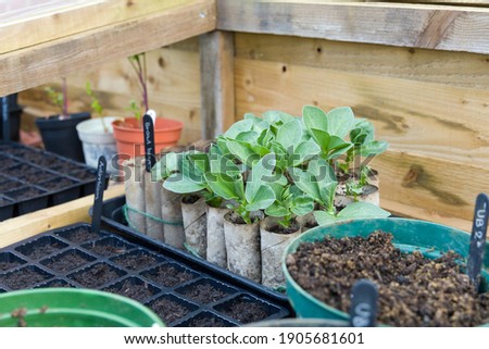 Seed trays and loo rolls with broad bean plants inside a cold frame. Sowing vegetable seeds in winter, UK Royalty-Free Stock Photo #1905681601