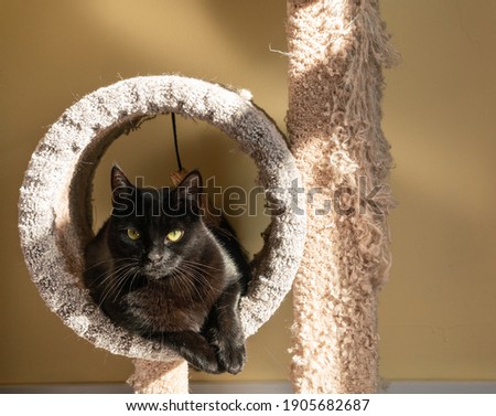 Black Cat with mild dandruff sitting in a perch in a home on a bright sunny day. Feline skin issue concept.