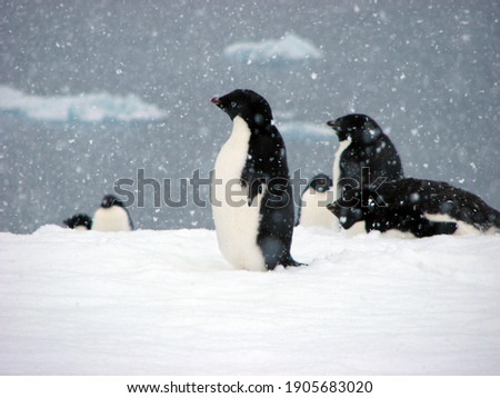 Gang of Adelie penguins in Antarctica hanging out in the snow with the ocean in the background