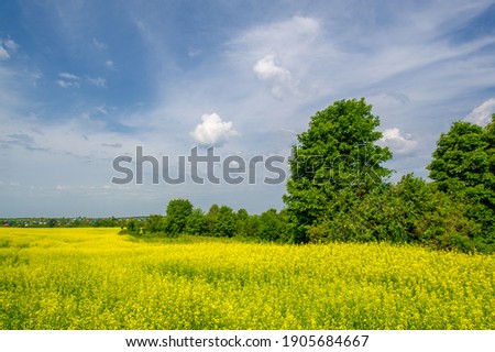 Yellow field. Rapeseed is the third largest source of vegetable oil and the second largest source of protein flour in the world.