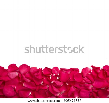 background and texture of bright red rose petals with white background on top. copy space. close-up.